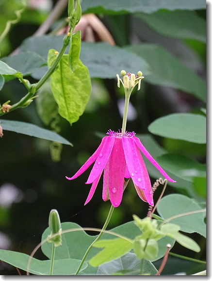 pink flower
