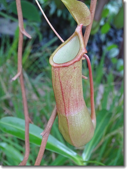 nepenthes