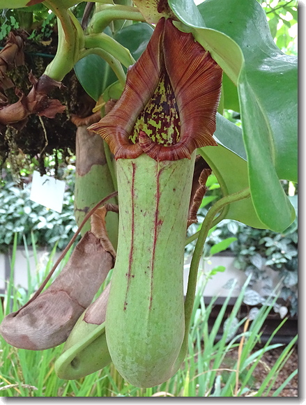 nepthenthes