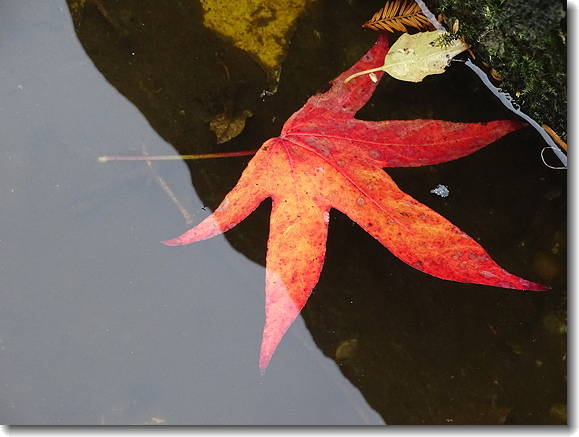 leaf