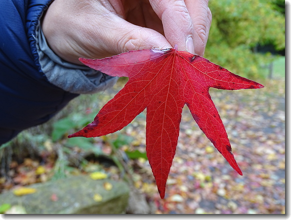 leaf