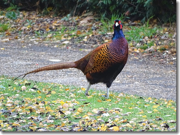 pheasant