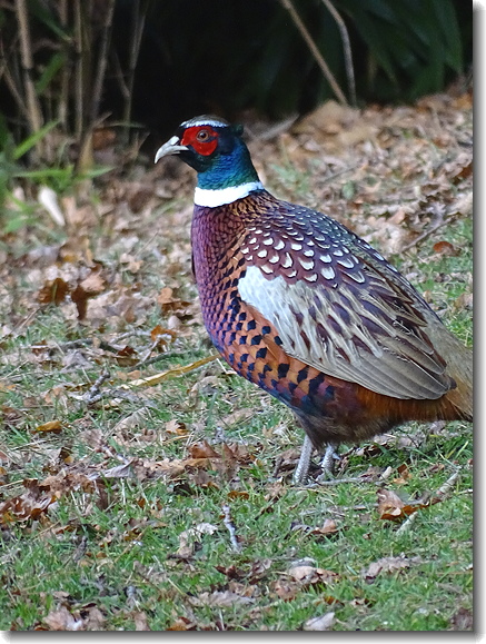 pheasant