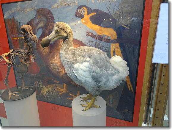 dodo
