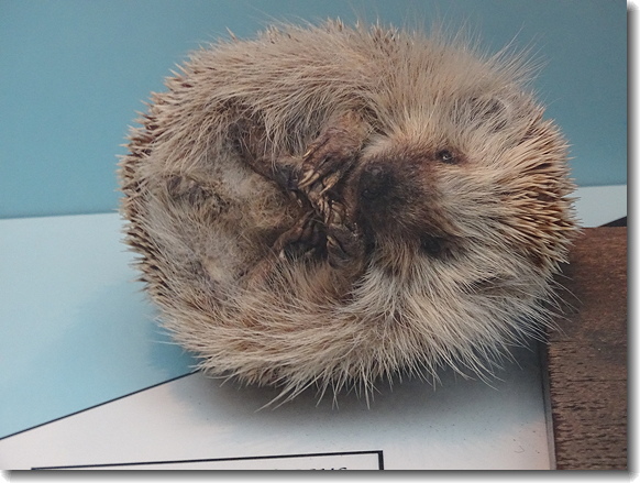 hedgehog