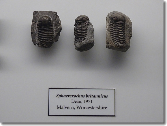 fossil