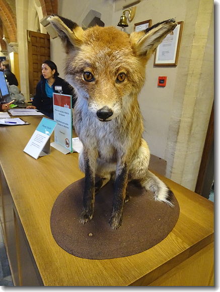 fox