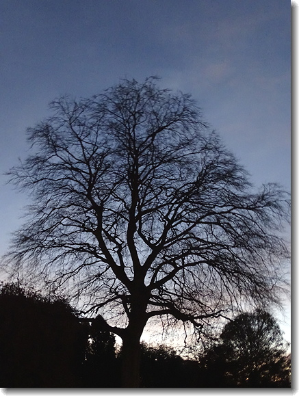 tree