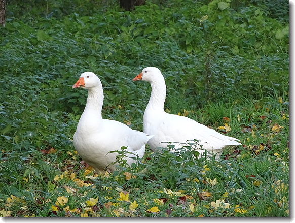 geese