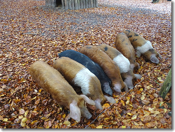 pigs