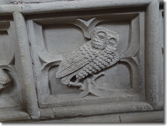 owl