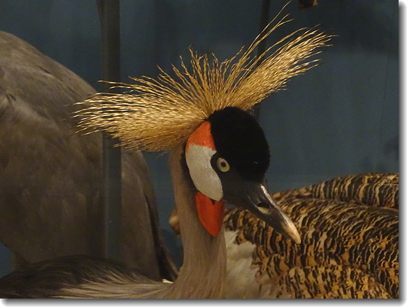 bird