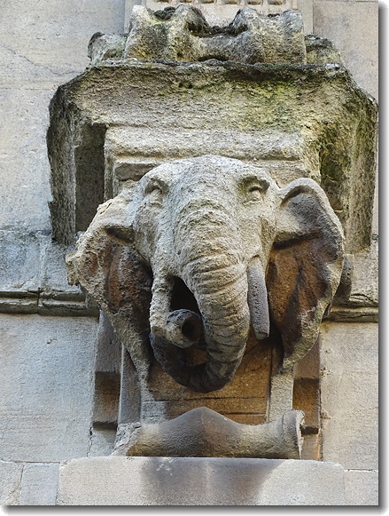 elephant