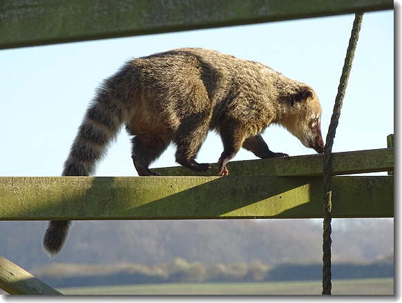 coati