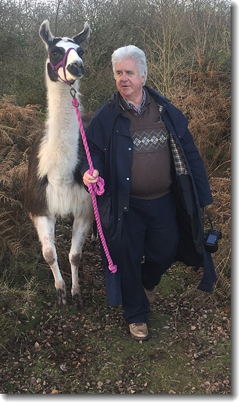 llama