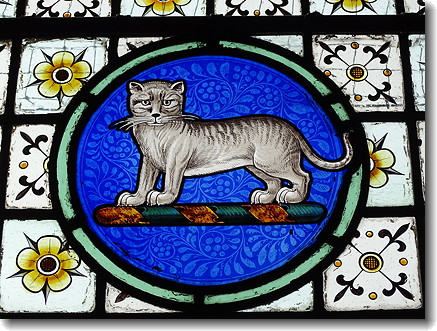 cat