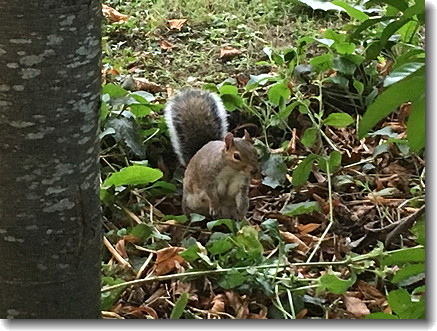squirrel