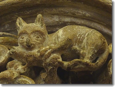 cat