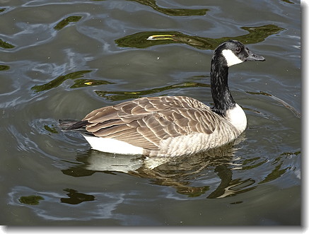 duck