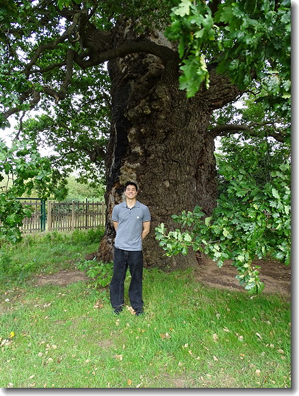 tree
