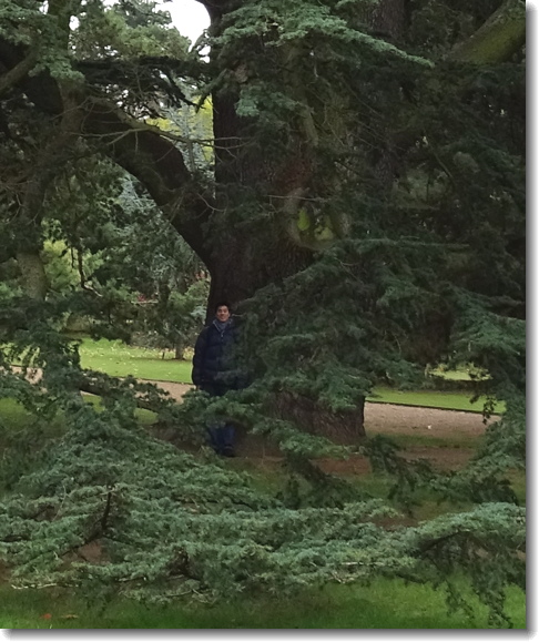 tree